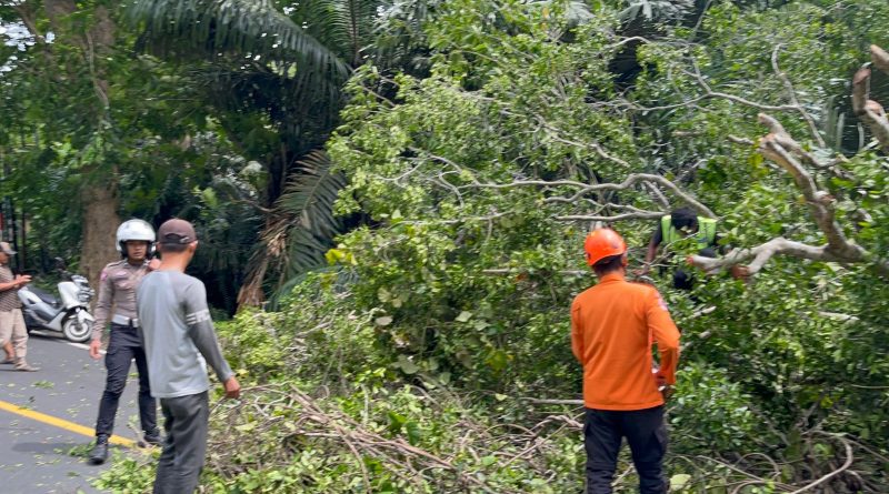 BPBD, Bersama Polres Pangandaran Berhasil Evakuasi Pohon Tumbang di Jalur Wisata