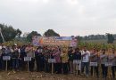 Dalam Rangka Dukung Program Ketahanan Pangan Nasional, Polres Lubuk Linggau Gelar Panen Raya Jagung