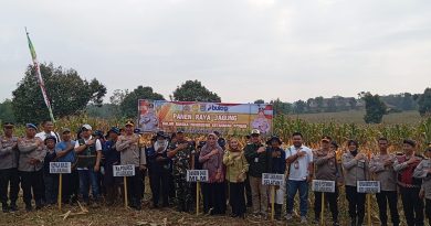 Dalam Rangka Dukung Program Ketahanan Pangan Nasional, Polres Lubuk Linggau Gelar Panen Raya Jagung
