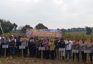 Dalam Rangka Dukung Program Ketahanan Pangan Nasional, Polres Lubuk Linggau Gelar Panen Raya Jagung