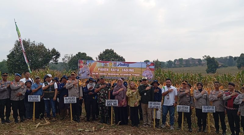 Dalam Rangka Dukung Program Ketahanan Pangan Nasional, Polres Lubuk Linggau Gelar Panen Raya Jagung